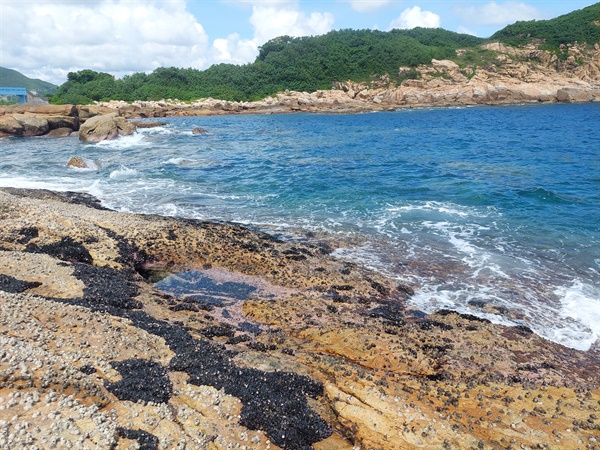 在石澳開闊和大浪的岩岸可找到貽貝和藤壼